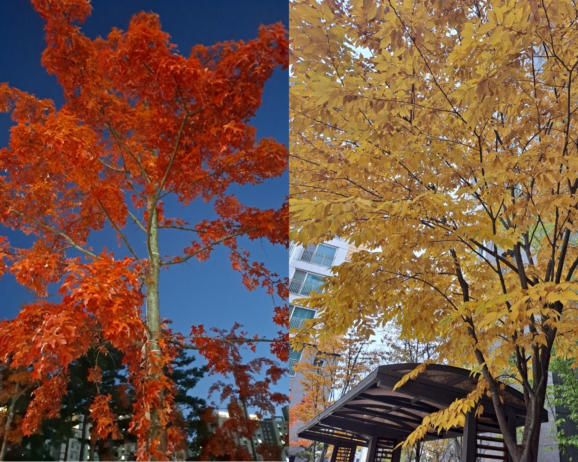 Autumn in Seoul